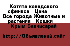 Котята канадского сфинкса › Цена ­ 15 - Все города Животные и растения » Кошки   . Крым,Бахчисарай